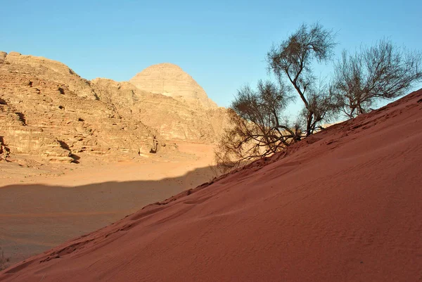 Vegetación Del Desierto Duna Arena Wadi Rum — Foto de Stock