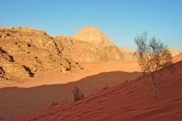 Duna Areia Com Pequena Árvore Deserto — Fotografia de Stock