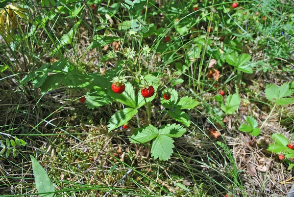 Finlandiya 'da ormanda yabani çilek