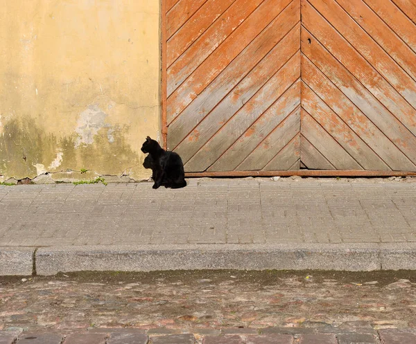 Tallinn 'in Eski Kasabasında Kara Kedi