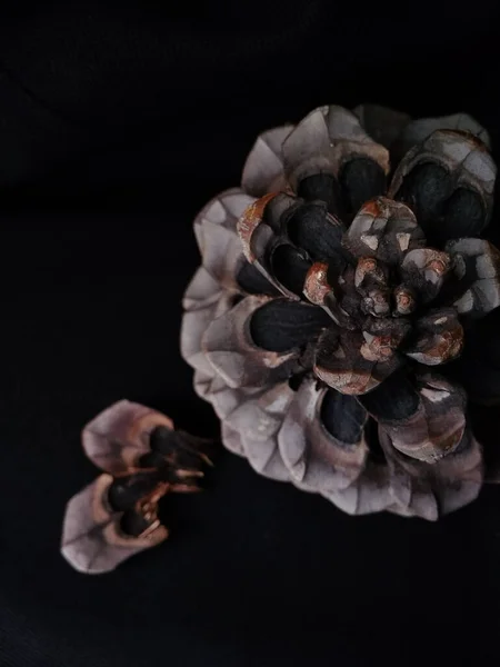 Sedir konisi ve pullar sade bir tonda. Yukarıdan görüntüle.