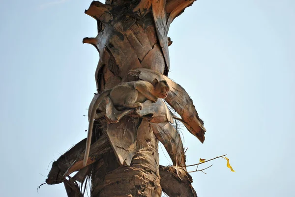 Maymun, bir hurma ağacının gövdesinden izliyor.