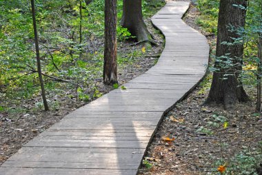 Ormanın içindeki tahta yol.