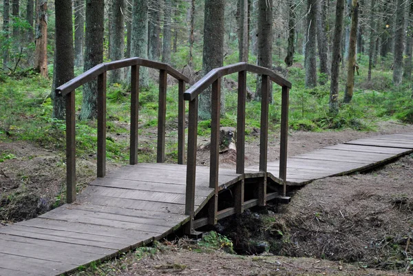 Passerella Piccolo Ponte Nella Foresta — Foto Stock