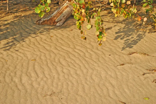 Kumsalda kum ve sonbahar yaprakları