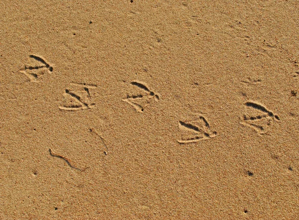 Pegadas Pássaros Areia Praia — Fotografia de Stock