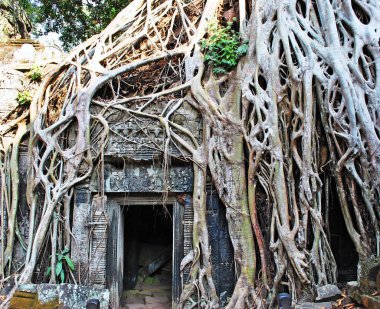 Angkor kompleksinin Ta Prohm tapınağında ağaç dallarıyla örülmüş bir duvar.
