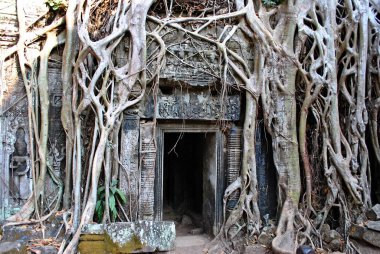 Angkor kompleksinin Ta Prohm tapınağındaki ağaç kökleriyle çevrili bir duvar.