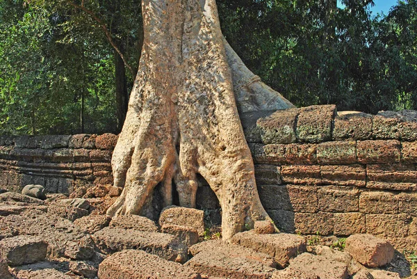 Antik Duvar Angkor Kompleksinin Prohm Tapınağında Büyük Bir Ağaç — Stok fotoğraf