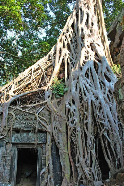 Angkor kompleksinin Ta Prohm tapınağında ağaçlarla örülmüş bir yapı.