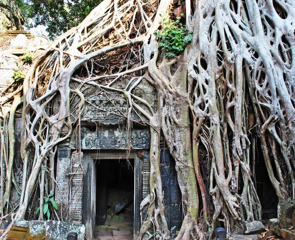 Zeď Spletená Větvemi Stromů Chrámu Prohm Komplexu Angkor — Stock fotografie
