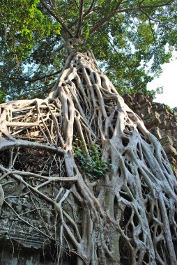 Angkor kompleksindeki Ta Prohm tapınağında ağaç kökleriyle çevrili antik bir bina.