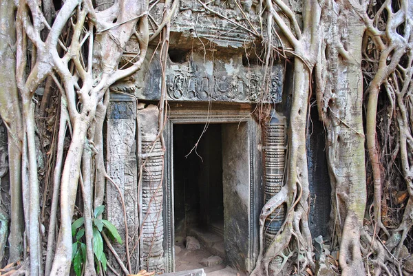 Splétané Větvemi Stromů Dveře Chrámu Prohm Angkor Complex — Stock fotografie