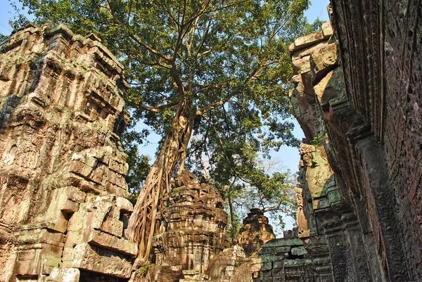 Дерево Руины Храма Пром Комплексе Ангкор — стоковое фото