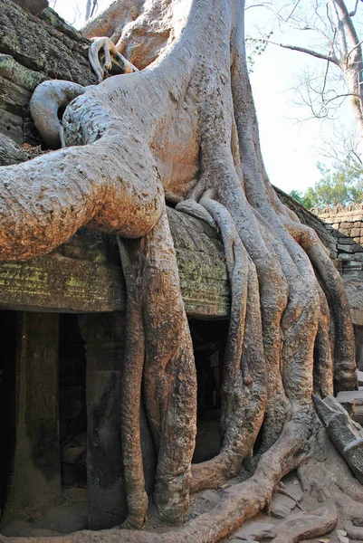 Obří Kořeny Stromů Chrámu Prohm Komplexu Angkor — Stock fotografie