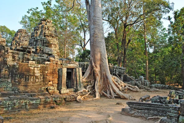 Ogromne Drzewo Środku Ruin Banteay Kdei Świątyni Angkor Kompleksie Kambodża — Zdjęcie stockowe