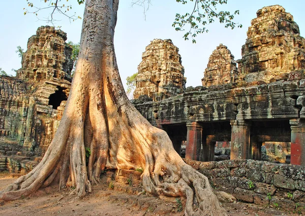 Strom Uprostřed Trosek Chrámu Banteay Kdei Komplexu Angkor Kambodža — Stock fotografie