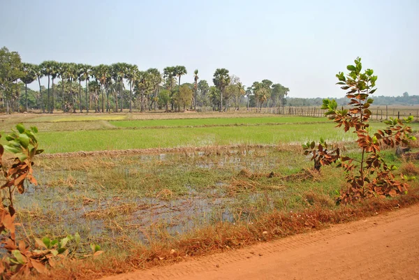 Feld Auf Dem Land Kambodscha — Stockfoto