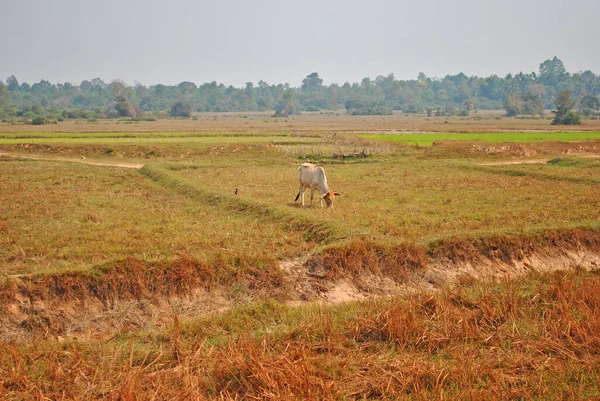 Vache Brouteuse Dans Champ Campagne Cambodge — Photo