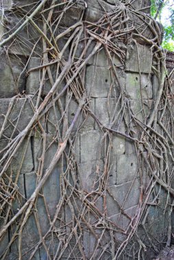 Beng Mealea tapınağının kalıntıları dallarla ve ağaç kökleriyle sarmalanmış.