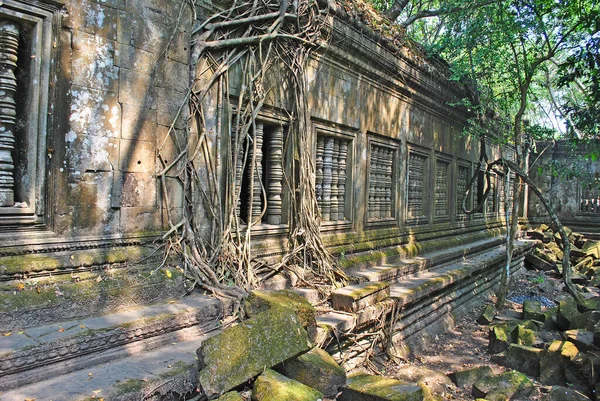 Parede Templo Beng Mealea Entrelaçada Com Galhos Raízes Árvores — Fotografia de Stock