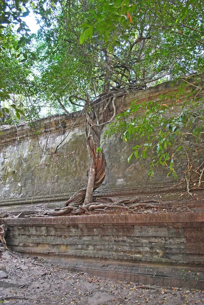 Copac Liane Peretele Templului Antic Beng Mealea — Fotografie, imagine de stoc