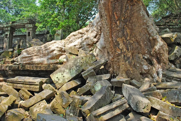 Beng Mealea tapınağının yıkıntılarının ortasındaki ağaç.