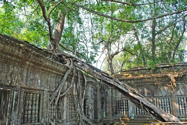 Árvore Cresce Parede Templo Beng Mealea — Fotografia de Stock