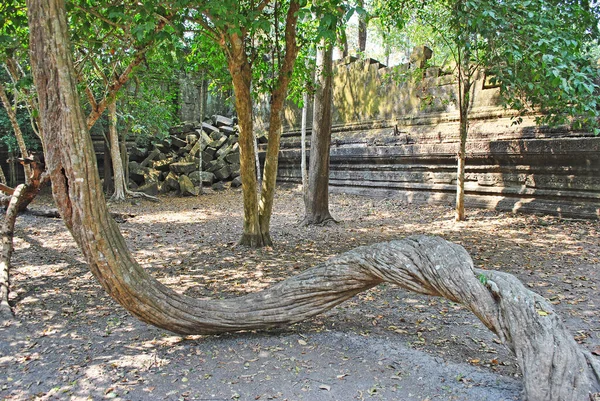Beng Mealea tapınağında ters dönmüş ve bükülmüş bir ağaç gövdesi.