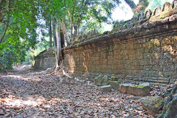 Muro Templo Preah Khan Árvore Que Nele Cresceu — Fotografia de Stock