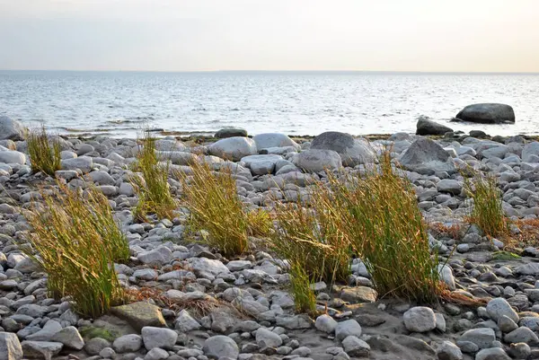 Körfez kıyısında otlar ve taşlar