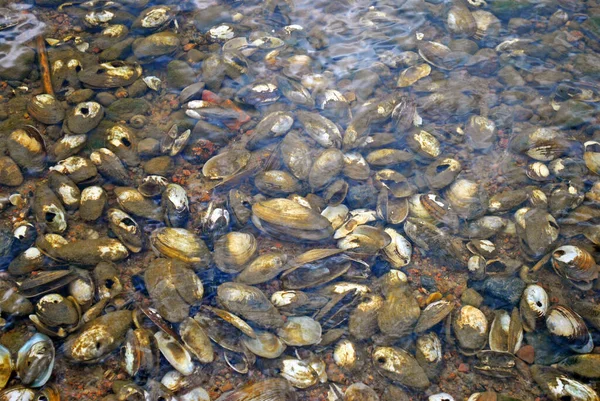 Kıyıya yakın su altında içi boş midye kabukları.