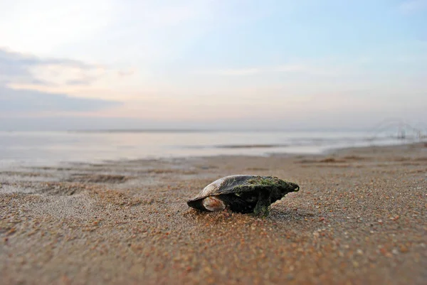 Kumsalda ördek midyesi