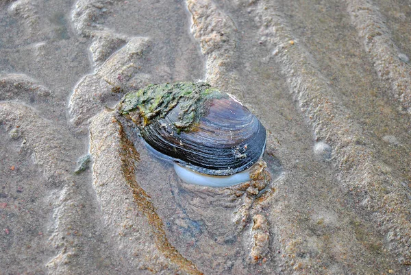 Duck Mussel Coast Low Tide — Stock Photo, Image