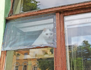 Pencerede oturan meraklı kedi