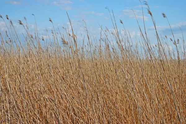 Thickets Dry Grass Blue Sky — Stock Photo, Image