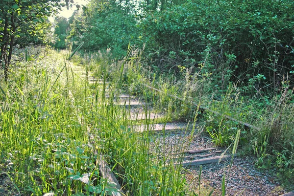 Terk edilmiş demiryolu çimlerle kaplanmış.