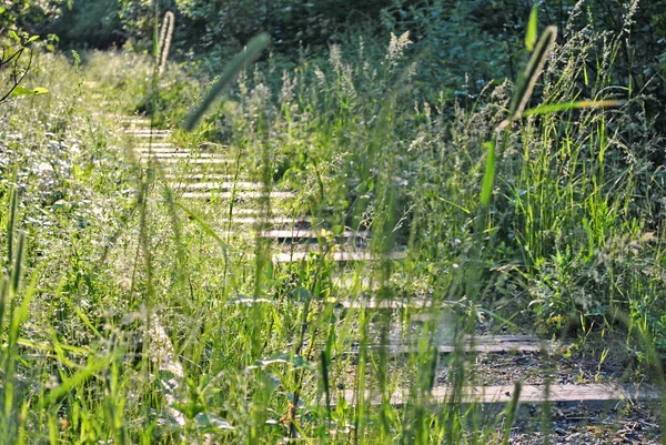 Ormanda terk edilmiş demiryolu.