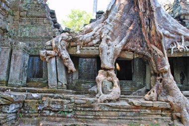 Büyük ağaç ve Preah Khan tapınağının kalıntıları. Angkor, Kamboçya