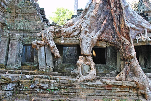 Büyük Ağaç Preah Khan Tapınağının Kalıntıları Angkor Kamboçya — Stok fotoğraf