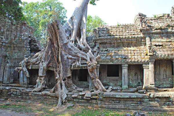 Preah Khan tapınağının yıkıntıları üzerinde büyük bir ağaç. Angkor, Kamboçya