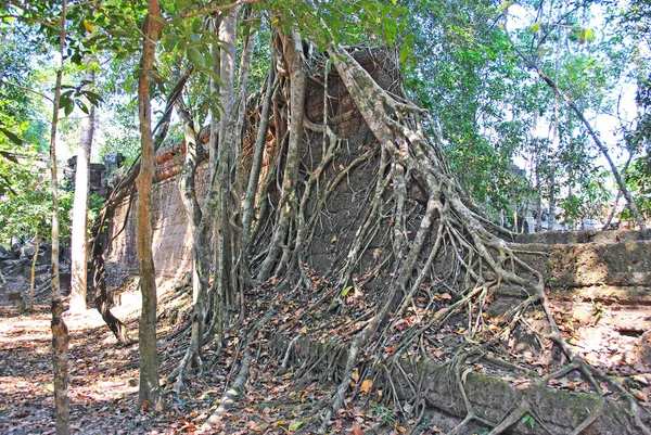 Zidul Templului Antic Preah Han Împletit Rădăcini Copaci Angkor Cambodgia — Fotografie, imagine de stoc