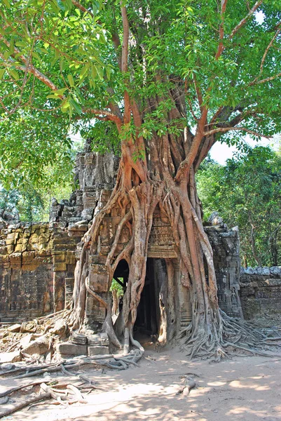 Edifício Arborizado Templo Som Angkor Camboja — Fotografia de Stock