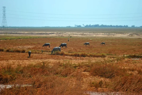 Campagne Cambodge Vaches Pâturage — Photo