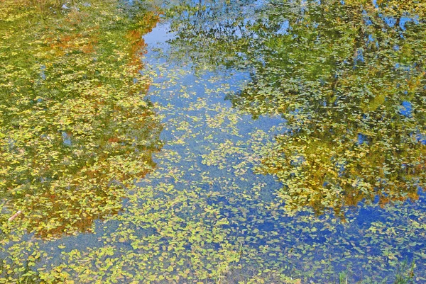 Folhas Caídas Lagoa — Fotografia de Stock