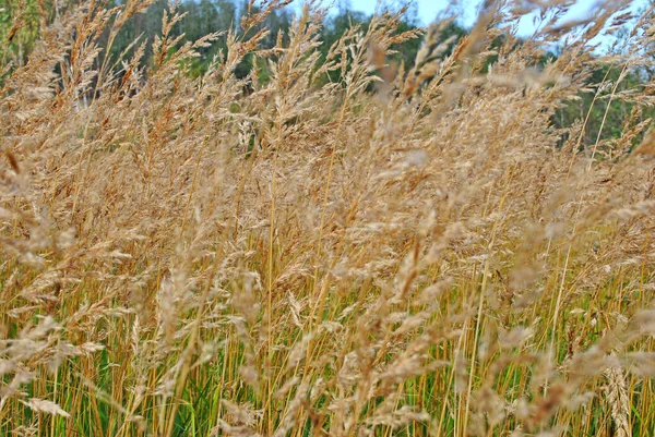 Sonbahar otlağında sarı çimenler