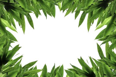 Bambu yeşil yaprakları. Blackground ve doku.