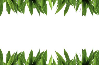 Bambu yeşil yaprakları. Blackground ve doku.
