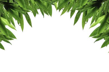 Bambu yeşil yaprakları. Blackground ve doku.