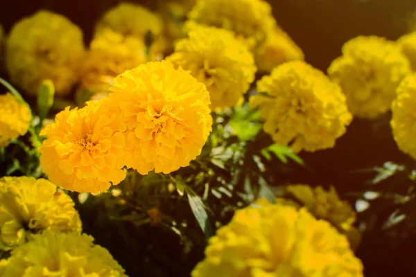 Field of Marigold flowers blooming in garden at sunrise. Beautiful spring nature background.